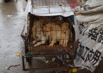 YULIN : STOP AU MASSACRE