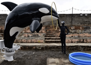 TOP DES CAMPAGNES CONTRE LES DELPHINARIUMS