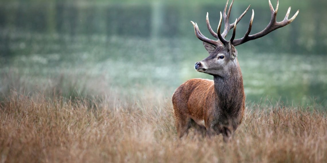 RÉMI GAILLARD EN APPELLE À MACRON APRÈS LA DIFFUSION D’UNE VIDÉO DE CHASSE À COURRE