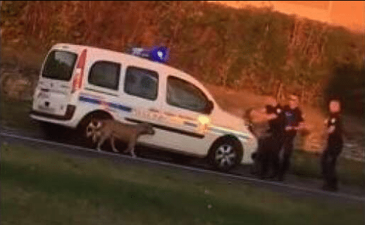LA POLICE TIRE SUR UN CHIEN : ANYMAL FAIT CIRCULER LA VIDÉO