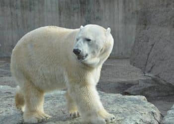 RÉMI GAILLARD DÈNONCE LA MALTRAITANCE DES OURS POLAIRES AU ZOO DE MULHOUSE