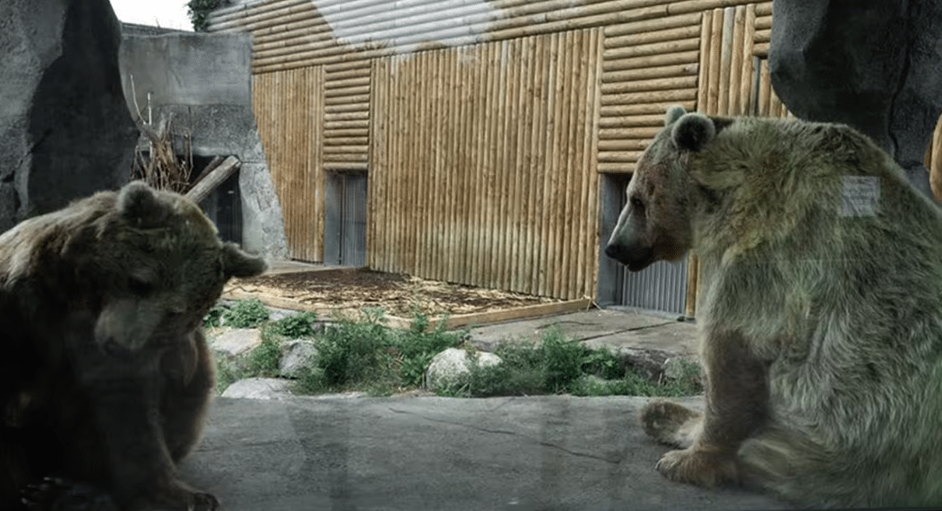 APRÈS LE COUP DE GUEULE DE RÉMI GAILLARD, L&rsquo;OURS DU FILM DE JEAN-JACQUES ANNAUD DÉMÉNAGE