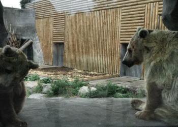 APRÈS LE COUP DE GUEULE DE RÉMI GAILLARD, L&rsquo;OURS DU FILM DE JEAN-JACQUES ANNAUD DÉMÉNAGE