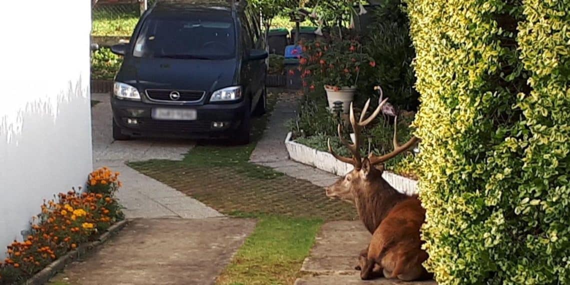LE CHASSEUR QUI A FAIT SCANDALE EN TUANT UN CERF DANS UN JARDIN DE L’OISE, MENACÉ DE MORT ?