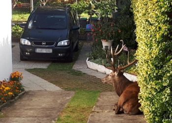 LE CHASSEUR QUI A FAIT SCANDALE EN TUANT UN CERF DANS UN JARDIN DE L&rsquo;OISE, MENACÉ DE MORT ?