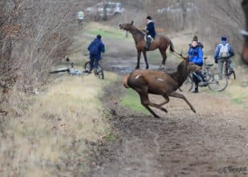 DANS L&rsquo;OISE, RÉMI GAILLARD VOLE AU SECOURS DES ANTI-CHASSE À COURRE