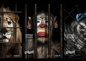 TOP DES CAMPAGNES CONTRE LES CIRQUES AVEC ANIMAUX