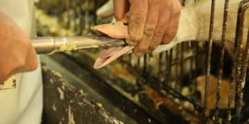 FOIE GRAS : LE CALVAIRE DU GAVAGE
