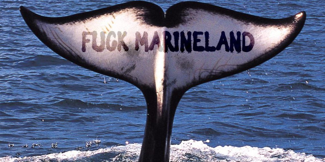 SOCIAL MEDIA : CAMPAGNES ANYMAL LES PLUS VUES