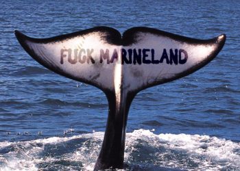 SOCIAL MEDIA : CAMPAGNES ANYMAL LES PLUS VUES