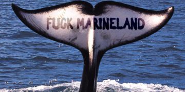 SOCIAL MEDIA : CAMPAGNES ANYMAL LES PLUS VUES