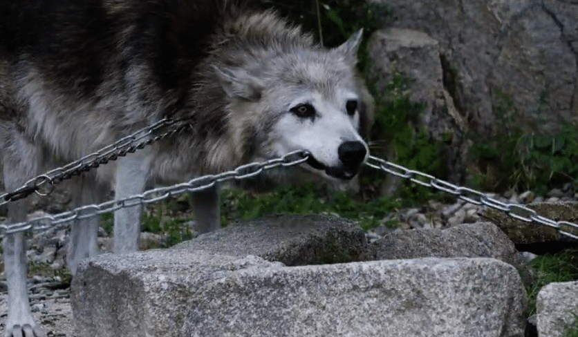 VIDÉO : ANYMAL DÉNONCE LE SORT DE PLUSIEURS LOUPS ET D’UN OURS