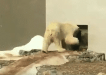 BELGIQUE : VIDÉO À L’APPUI, RÉMI GAILLARD DÉNONCE LE TRAITEMENT RÉSERVÉ AUX OURS POLAIRES D’AYWAILLE