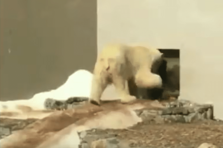 BELGIQUE : VIDÉO À L’APPUI, RÉMI GAILLARD DÉNONCE LE TRAITEMENT RÉSERVÉ AUX OURS POLAIRES D’AYWAILLE