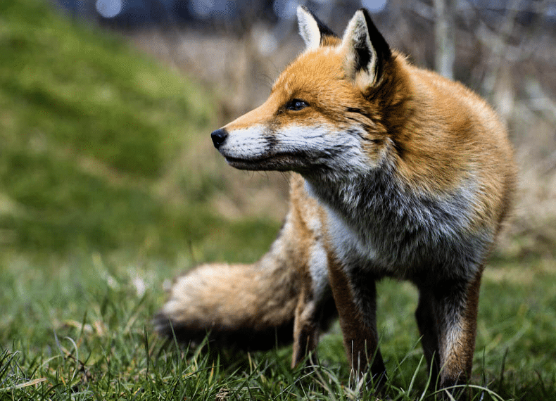 UN ANIMAL « NUISIBLE » BLESSÉ PEUT-IL ÊTRE SOIGNÉ ?